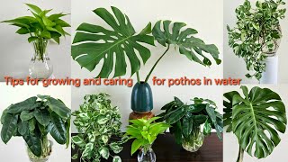 Tips for growing and caring for pothos in water [upl. by Orecul]