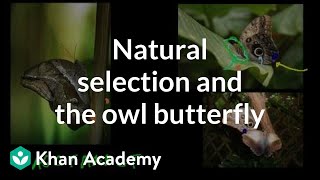 Natural Selection and the Owl Butterfly [upl. by Okimik]