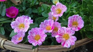 7 PLANTAS DE FLORES PEQUENAS E NUMEROSAS PARA SEU JARDIM [upl. by Enrika]