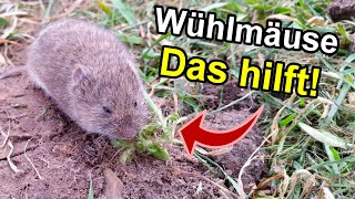 Wie dieser kleine Trick Wühlmäuse im Garten vertreibt [upl. by Neit516]