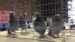 Opal Tipplers on display Rhinebeck Pigeon Show [upl. by Aronoel200]