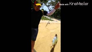 Sembawang park fishing chermin amp stone fish [upl. by Jeannette822]