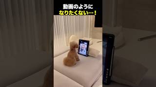 動画みたいになるもんか！！！海外の反応 海外のリアクション 外国人 おもしろ動画 爆笑動画 笑える バズった動画 癖が強い shorts ドッキリ [upl. by Christophe]