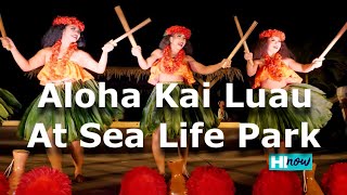 Aloha Kai Luau at Sea Life Park  Best Luau in Hawaii [upl. by Riane478]