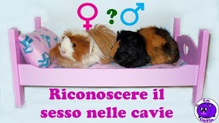 Ecco come riconoscere il sesso nelle cavie distinguere maschio e femmina porcellini dindia [upl. by Mercola]