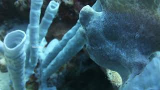 Frogfish on tube sponges  Marine Creature  Pokohgraphy [upl. by Richela]