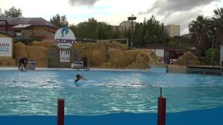 Dolphin show full  surround sound 51 1080p Selwo Marina  Benalmadena 2013 [upl. by Charlotte]