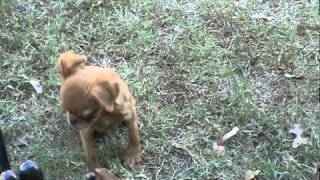 Brussels Griffon Puppies for sale AKC tiny toys [upl. by Ikeda972]