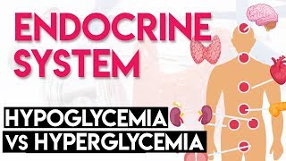 Hypoglycemia vs Hyperglycemia  Endocrine System Part 3 [upl. by Calie598]