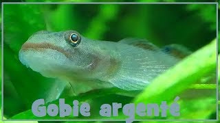 Lentipes argenteus  Keith Hadiaty amp Lord 2014  Gobiidae  Gobie argenté  France  112017 [upl. by Nedlog306]