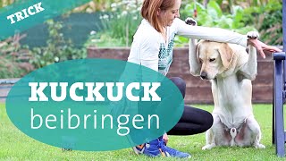 Hundetrick Kuckuck beibringen – Hund Tricks beibringen Hundekanal [upl. by Aerdnwahs]