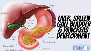 Development of liver Gallbladder spleen amp pancreas in our body [upl. by Adora]