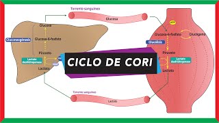 Ciclo de Cori ciclo del ácido láctico o lactado  Metabolismo [upl. by Ardnassak]