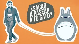 ¿Puedes sacar a tu gato de paseo como si fuera un perro 🙀  Aprende cómo y evita traumas [upl. by Granny]