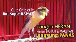 KENARI GACOR PANJANG Rol Rapat EMOSI Cuit cuit Ngerol AMPUH utk Pancingan kenari paud belajar bunyi [upl. by Hairem]