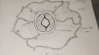 Stomata diagram। How To Draw stomata diagram। stomata diagram class 10। stomata biology diagram [upl. by Adnarim]