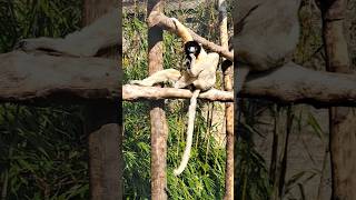 Crowned Sifaka lazing on a sunny afternoon [upl. by Hamehseer]