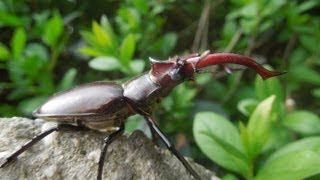 Lucanus elaphus  Stag Beetle  Hirschkäfer [upl. by Natye]