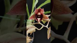 Catasetum Broga Black Leopard catasetum orchid [upl. by Triley633]