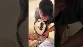 Funny dogs 🐶 dog funny dogs pets cute animals funnydogs funnymemes cutedog funnyvideo [upl. by Bertilla]