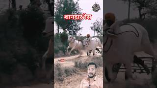 शानदार रेस 👌❤️ best bullock jodi oxrace shorts youtubeshorts [upl. by Ain723]