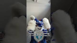 It’s so close furry cosplay adorable fursuit fursuiters furries antizoo cute halloween [upl. by Suoirrad610]