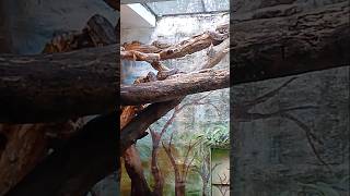 Wild animals king cobra trending travel subscribe birds zoo [upl. by Annez]