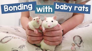 How I bond with new baby rats  Their first week home [upl. by Maier]