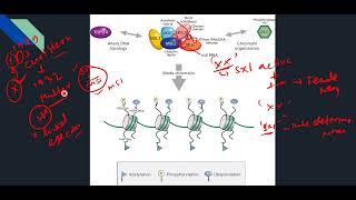 DOSAGE COMPENSATION IN DROSHOPHILAJAMGATELIFESCIENCE LECTURE [upl. by Nosyerg832]