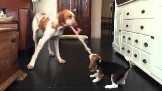 Cute Beagle Puppy Really Wants Her Toy [upl. by Aracot]