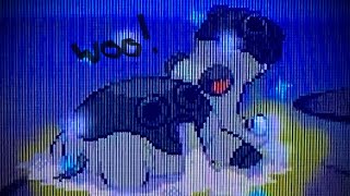 LIVE Shiny Hippowdon after 2674 REs White 2 [upl. by Llebyram13]