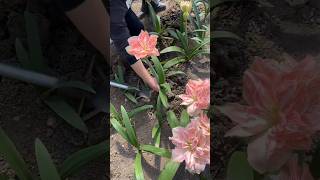 Beautiful Amaryllis Flowers What Color You Prefer garden gardening flower [upl. by Rodnas]