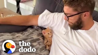 Tiny Foster Kitten Becomes King Of His House  The Dodo Little But Fierce [upl. by Aydne]