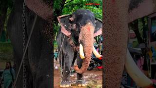 ഇവനെ അറിയാമോ ചെത്തല്ലൂർ ദേവിദാസൻ chethalloor devidasan elephant aanakazhchakal SARATH PRAKASH [upl. by Llenrad]