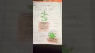 how to draw taproot system and fibrous root system [upl. by Sadoff]