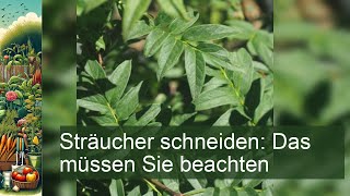 Sträucher schneiden Das müssen Sie beachten [upl. by Eihtur736]