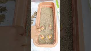 How to grow Gladiolus bulbs shorts garden winter gardening youtubeshorts [upl. by Pen]