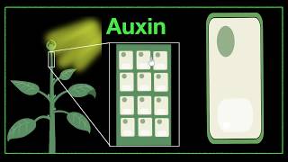 Major plant hormones amp how to remember  Control amp Coordination  Biology  Khan Academy [upl. by Tergram]