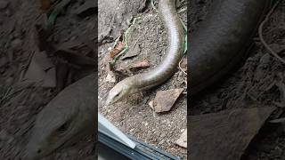 Hes a mad legless lizard [upl. by Jelena]