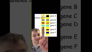 Genes vs Alleles [upl. by Fancy]