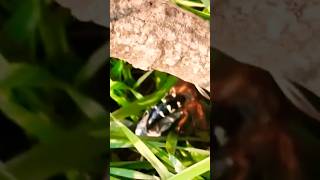 Cicada Killer hunts 🌿🦗 a CICADA locust WILD MUST SEE cicadakiller cicada locust locusts nature [upl. by Spancake]