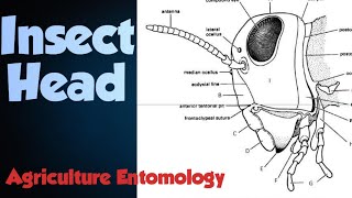 Insect Head sclerites amp suture [upl. by Gwyn]