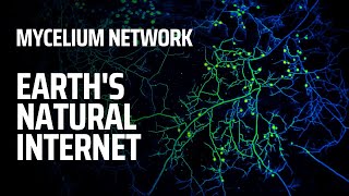 Mycelium Network  Earths Natural Mushroom Internet [upl. by Ddet892]