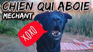 Bruit de Labrador qui Aboie [upl. by Annovahs]