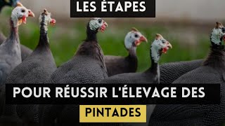 les étapes importantes pour réussir lélevage des pintades [upl. by Atsirak229]