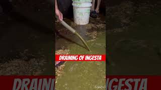 Draining of ingesta l Impaction of rumen l dr Umar khan [upl. by Nolyarb]