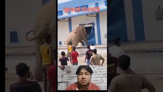 Hathi Ko Bhuk Laga To Satar Tor Diya  mohammadGuljarVlogs shorts shortvideo short video viral [upl. by Samella]