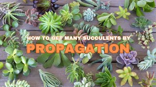 Double Your Succulent Collection in 1 Month with These PROPAGATION Secrets [upl. by Jopa768]