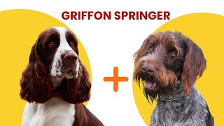 Wirehaired Pointing Griffon Springer Spaniel Mix AKA Griffon Springer [upl. by Alyaj]