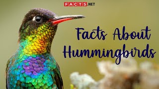 Hummingbird Facts And More About The Smallest Bird Species [upl. by Tanya]